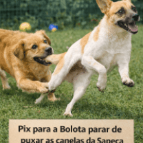 Para a Bolota parar de morder as pernas da Sapeca